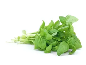 MANJERICÃO FRESCO 40GR